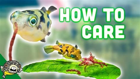 Dwarf Puffer Fish Care .